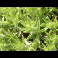 Genet herisson - Echinospartum Horridum (fam. Papilionacees)(Pyrenees) (06)